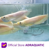 IKAN HIAS ARWANA SILVER ALBINO AROWANA AIR TAWAR