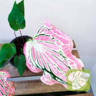 Caladium Thai Beauty IOB