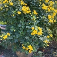 Keratan/Anak Pokok Cassia Senna Yellow Flower sentiasa berbunga senang hidup