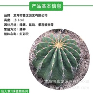 Desert Cactus Sand Potted Plant Caiyun Cactus Plant Plant Raw Plant Red Life Plant Large 6HW6