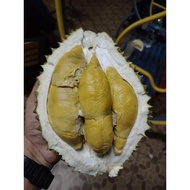 Pokok Durian Tupai King Original Penang