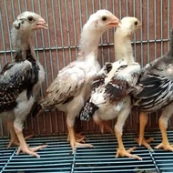 Anak anakan ayam shamo pure jepang berkualitas