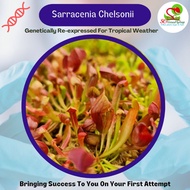 ☘️ Pitcher Plant - Sarracenia Chelsonii
