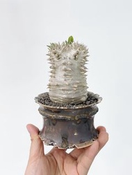 惠比大黑｜Pachypodium densicaule ｜———｜塊根植物｜象牙宮｜龜甲龍｜曲刺妖炎｜橄欖｜象足漆樹｜多肉植物｜龍舌蘭｜嚴龍｜