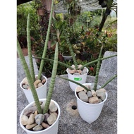 Sansevieria silver Queen moonshine indoor outdoor plant dlm pasu