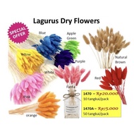 (&amp;) Lagurus Dry Flower Bunga Kering Barang Florist Supply
