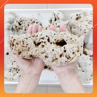 [1KG] Big Coral Stone For Aquarium Filter Media Batu Karang Besar  Fish Tank Sea Coral Bone Batu Kar