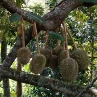 POKOK DURIAN TANGKAI PANJANG / KAN YAU / D158