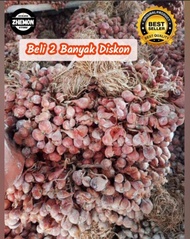 BIBIT BAWANG MERAH ORIGINAL TAJUK 1 KG USIA 4 BULAN