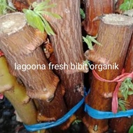 bibit singkong mentega/ubi kayu 1 btg