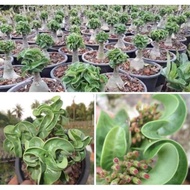 Adenium Dha KHZ Seeds