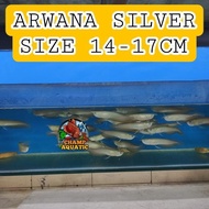 Code Arwana Silver Brazil Murah / Arwana Silver / Arwana Silver Brazil