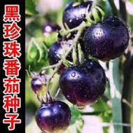 黑珍珠番茄種子黑番茄種子黑番茄特色櫻桃西紅柿種籽盆栽蔬菜籽