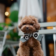 寵物-親子裝-冬天圍巾