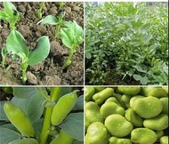 2026 種子-蠶豆種子/包郵/broad bean seeds 