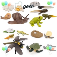 GESH1 Animals Growth Cycle Early Education Life Cycle Butterfly  Model