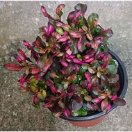 [SLN23]alternanthera red/pokok alternanthera merah