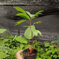 anak pokok buah asam katak nam nam