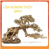 Mini Bonsai Driftwood for Fish Tank - Aquarium Decoration (Size: from 20cm - 50cm)