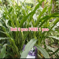 Daun Tembaga Suasa untuk bengkak, tulang patah, terseliuh (1 helai)