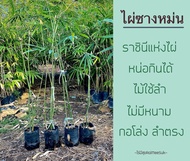 ต้นพันธุ์ไผ่ซางหม่น (กิ่งชำ) ราชินีแห่งไผ่ จำนวน1 ถุงชำ (มี 1-3 ลำ) ลำไผ่ใช้สารพัดประโยชน์ กินหน่อได้ เป้นกิ่งชำลงถุงดำเรียบร้อยแล้ว