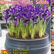 Blue Iris (Iris tectorum) Flower Seeds | 100 Seeds | Easy To Grow, Fresh Harvest, Elegant Blue Bloom