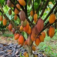 bibit kakao/bibit tanaman kopi coklat/bibit kopi coklat /beli 3 gratis 1