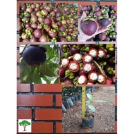 SJH - Anak pokok Manggis mesta (Kahwin) / Mangosteen / Manggis cepat berbuah / 水晶山竹苗  [Real Plant/Li