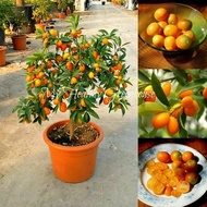 Bibit buah jeruk Nagami ASLI okulasi/cangkok sudah Berbuah bibit tanaman unggul jeruk nagami ASLI termurah bibit jeruk nagami HASIL OKULASI