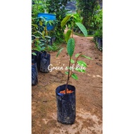 Anak Pokok Durian Musang King D197 (Kahwin)/ Durian Musang King Tree D197 (Grafted)