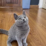 Kucing kitten BSH British Shorthair Line Pedigree Female / Betina