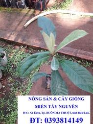 CÂY GIỐNG NHÓT NHẬT [ CÂY BIWA NHẬT BẢN - CÂY TỲ BÀ 100% GIỐNG CHUẨN NHẬP KHẨU ] [GIAO HÀNG NHANH]