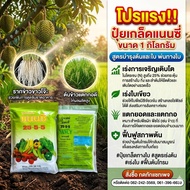 ยกลัง 20 ถุง แนนซี่25-5-5 ( 20 กิโลกัรม )( ปุ๋ยเย็น )ปุ๋ยเกล็ด ฮอร์โมน อาหารเสริม เร่งต้น เขียว ฉีดไ