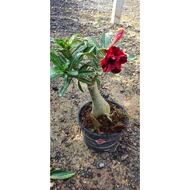 Adenium Thailand Real life Plants ( Random Colour)