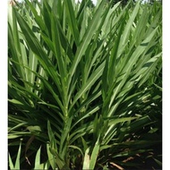 Daun napier pandan /dwarf napier(1kg)