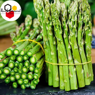 Organic Asparagus Seeds for Planting (10 Seed ) High Yield F1 Asparagus Seeds Balcony Potted Asparag