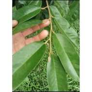 10 Scion/tunas Tupai King