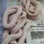 retic Super motley Platy Albino ukuran hampir 3mtr ,betina