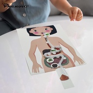 [Phenovo] Human Digestive System Model, Human Body Parts, Early Education, 3D Puzzle for