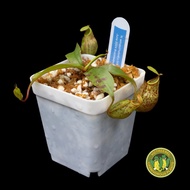 N. Winged Hybrid x (Viking x xKuchingensis) | Pitcher Plant | Nepenthes | Carnivorous Plant | Beginn