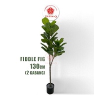 POKOK VIRAL - FIDDLE LEAF FIG (READY STOCK)