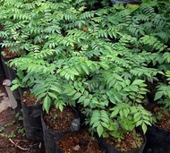 Terlaris bibit salam koja daun kari