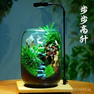 Finished Product Moss Green Plant Potted Elm Tree Ecological Bottle Office Micro Landscape Fresh Pur