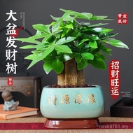 Raising Potted Plants Four Seasons Evergreen Opening Three Bonsai Fortune Tree Good Plants Potted Pl