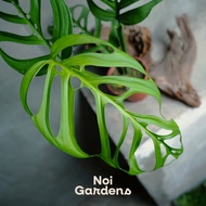 Monstera Esqueleto 巨洞龟背竹 - Beautiful and Exotic Looking Fuss Free House Plant