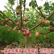 (Hot Sale)Fig Tree Fruit Seedling Potted Plant Bear Fruit in Current Year Green Peel Poji Red Fig Bi