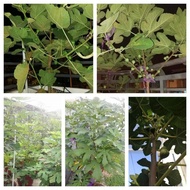 Baja Pokok Tin/Fig [ZEENEX + Novatec]
