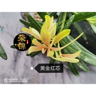 🔥🔥新品种黄金红芯罗汉松yellow bud PODOCARPUS  High22/25cm