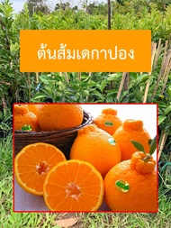 ต้นส้มเดกาปองเดโกปอง Dekopon Orange (ส้มญี่ปุ่น)ที่อร่อยที่สุด ผลมีขนาดใหญ่ มีรสชาตหวาน เป็นที่นิยมม
