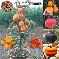 เมล็ดพันธุ์ ลูกพลับ ต้นพลับ บรรจุ 25 เมล็ด Mixed Persimmon Tree Seed Fruit Seeds for Planting Fruit 